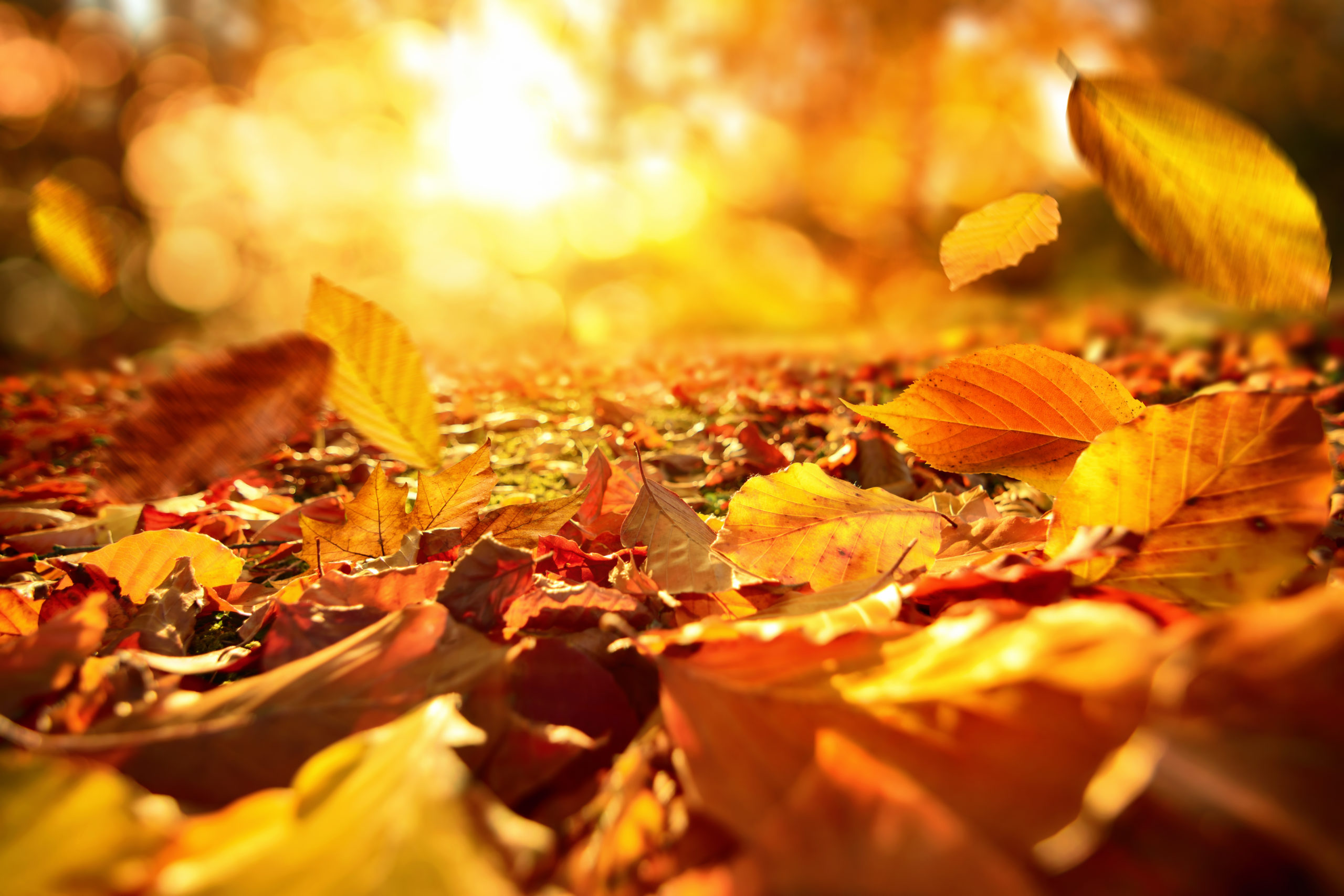 Falling Autumn leaves in lively sunlight
