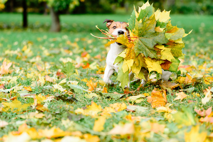 Dog fetching thanksgiving colorful bouquet made of maple leaves