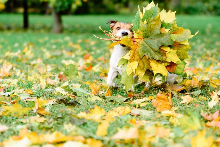 Dog fetching thanksgiving colorful bouquet made of maple leaves Dog fetching thanksgiving colorful bouquet made of maple leaves